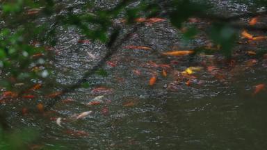 中式园林庭院红鱼空镜